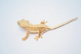 Het Axanthic Yellow Lilly White Crested Gecko