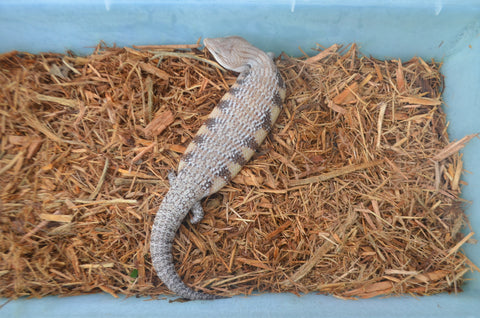 Classic Northern Blue Tongue Skink