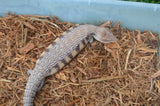 Classic Northern Blue Tongue Skink