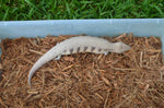 Grey and Black Northern Blue Tongue Skink