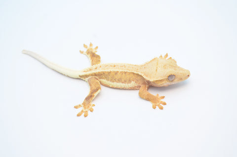 Het Axanthic Yellow Lilly White Crested Gecko