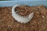 Grey and Black Northern Blue Tongue Skink