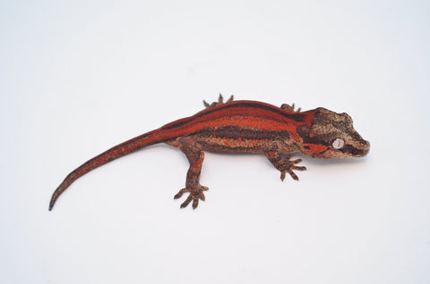 Red Striped Gargoyle Gecko (Deadpool Jr offspring)