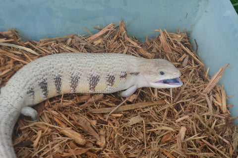 Grey and Black Northern Blue Tongue Skink