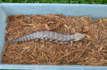 Pitch Black Line Northern Blue Tongue Skink