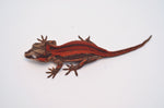 Red Striped Gargoyle Gecko (Deadpool Jr offspring)
