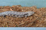 Pitch Black Line Northern Blue Tongue Skink