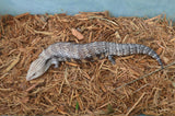 Pitch Black Line Northern Blue Tongue Skink