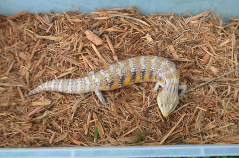 Pure Swedish Northern Blue Tongue Skink