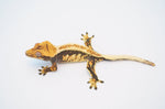 Dark and Cream Whiteout Pinstripe Crested Gecko