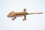 Dark Harlequin Pinstripe Crested Gecko