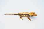 Dark and Cream Whiteout Pinstripe Crested Gecko