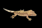 Tiger Partial Pinstripe Crested Gecko