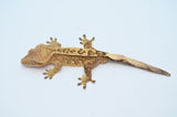 Tiger Partial Pinstripe Crested Gecko