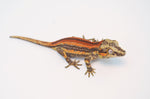 Halloween Harlequin Pinstripe Crested Gecko