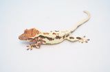Frappuccino Crested Gecko