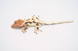 Frappuccino Crested Gecko