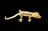 Lilly White Crested Gecko