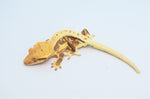 Lilly White Crested Gecko