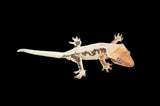 Extreme Harlequin Pinstripe Lilly White Crested Gecko