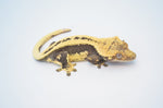 SuperStripe Whitewall Pinstripe Crested Gecko (BlackJack offspring)