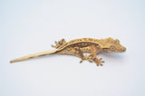 Whiteout Harlequin Pinstripe Crested Gecko