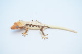 Extreme Harlequin Pinstripe Lilly White Crested Gecko