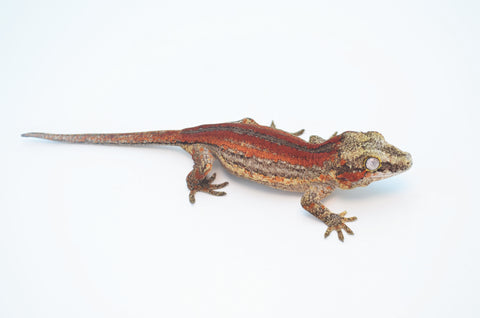 Red Striped Gargoyle Gecko (Dracula offspring)