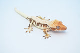 Extreme Harlequin Pinstripe Lilly White Crested Gecko