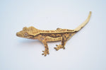 Whiteout Harlequin Pinstripe Crested Gecko