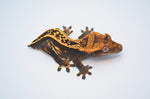Emptyback Pinstripe Crested Gecko