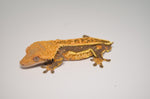 Emptyback Quadstripe Crested Gecko "Corporate Steve"