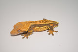 Emptyback Quadstripe Crested Gecko "Corporate Steve"
