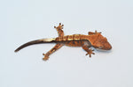 Cappuccino Crested Gecko