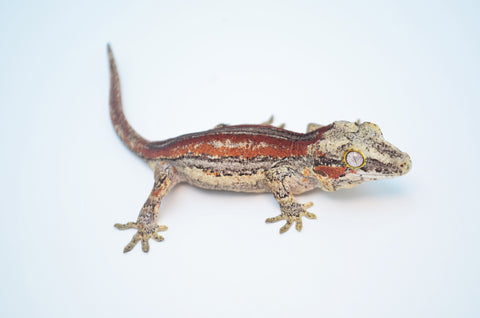 Red Striped Gargoyle Gecko (Dracula offspring)
