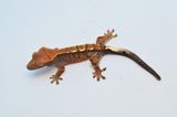 Cappuccino Crested Gecko