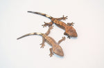 Red Tricolor Harlequin Dashed Pinstripe Crested Gecko