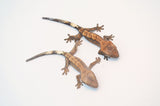Red Tricolor Harlequin Dashed Pinstripe Crested Gecko