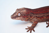 Red Striped Gargoyle Gecko (Red Base)