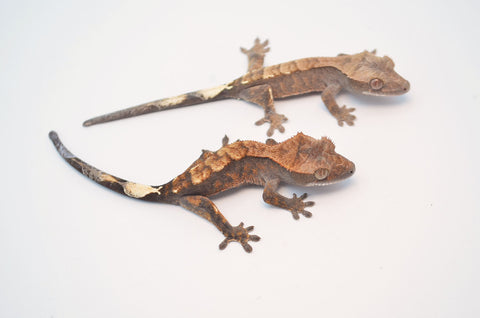 Cappuccino Crested Gecko Special
