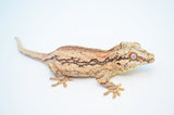 Pastel/Orange Aberrant Striped Gargoyle Gecko
