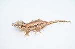 Pastel/Orange Aberrant Striped Gargoyle Gecko