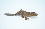 Mossy Leaf Tail Gecko