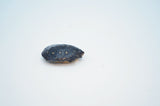 North American Spotted Turtle