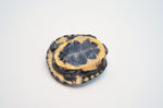 North American Spotted Turtle