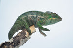 Juvenile Panther Chameleon Male