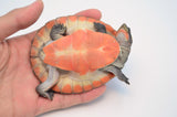 Baby Pink Belly Sideneck Turtle
