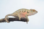 Female Panther Chameleon