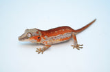 Red Striped Gargoyle Gecko (DEADPOOL offspring) ***