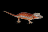 Red Striped Gargoyle Gecko (DEADPOOL offspring) ***